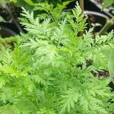 Image result for Artemisia annua