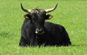 Attēlu rezultāti vaicājumam “Bos primigenius taurus”