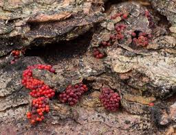 Attēlu rezultāti vaicājumam “Neonectria coccinea”