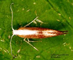 Attēlu rezultāti vaicājumam “Argyresthia albistria”