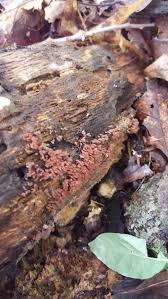 Attēlu rezultāti vaicājumam “Arcyria minuta macro”