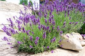 Image result for Lavendel