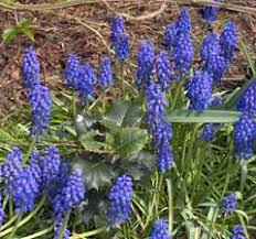 Attēlu rezultāti vaicājumam “Muscari botryoides”