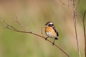 Attēlu rezultāti vaicājumam “Saxicola rubetra adult”