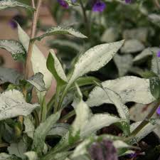 Attēlu rezultāti vaicājumam “Pulmonaria angustifolia flower”