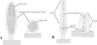 Attēlu rezultāti vaicājumam “Seligeria campylopoda sporophyte”
