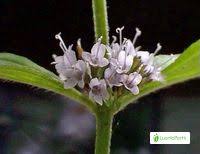 Attēlu rezultāti vaicājumam “Mentha x verticillata leaf”