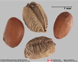 Attēlu rezultāti vaicājumam “Geranium dissectum fruit”