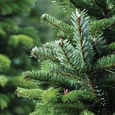 Attēlu rezultāti vaicājumam “Abies alba”