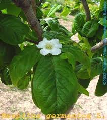 Attēlu rezultāti vaicājumam “Mespilus germanica leaf”