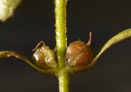 Attēlu rezultāti vaicājumam “Callitriche cophocarpa”