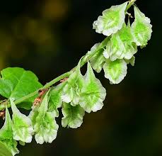 Attēlu rezultāti vaicājumam “Fallopia dumetorum leaf”