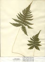 Attēlu rezultāti vaicājumam “Phegopteris connectilis”