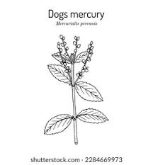 Attēlu rezultāti vaicājumam “Mercurialis perennis flower”