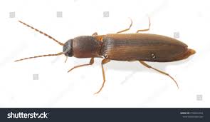 Attēlu rezultāti vaicājumam “Dalopius marginatus”