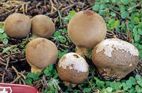 Attēlu rezultāti vaicājumam “Lycoperdon pyriforme”
