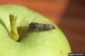 Attēlu rezultāti vaicājumam “Cydia pomonella”