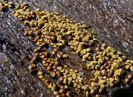 Attēlu rezultāti vaicājumam “Perichaena corticalis sessile”