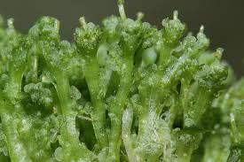 Attēlu rezultāti vaicājumam “Blasia pusilla sporophyte”