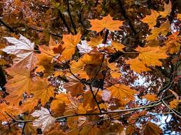 Attēlu rezultāti vaicājumam “Acer platanoides fo. schwedleri”