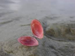 Attēlu rezultāti vaicājumam “Macoma baltica”