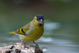 Attēlu rezultāti vaicājumam “Carduelis spinus”