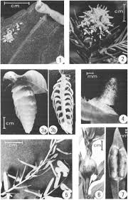 Attēlu rezultāti vaicājumam “Geocrypta galii larva”