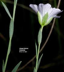 Attēlu rezultāti vaicājumam “Linaceae”