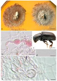 Attēlu rezultāti vaicājumam “Peniophora laurentii”