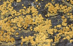 Attēlu rezultāti vaicājumam “Trichiaceae, Hemitrichiaceae, Arcyriaceae”