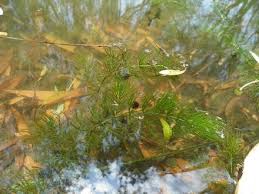Attēlu rezultāti vaicājumam “Ceratophyllaceae”