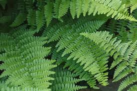 Attēlu rezultāti vaicājumam “Dryopteris”