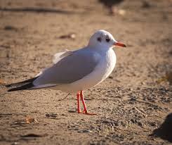 Image result for Chroicocephalus ridibundus