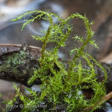 Attēlu rezultāti vaicājumam “Warnstorfia exannulata”