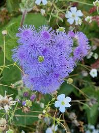 Image result for Ageratum mexicanum