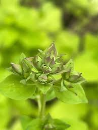 Attēlu rezultāti vaicājumam “Origanum majorana”