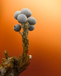 Attēlu rezultāti vaicājumam “Physarum viride var. incanum macro”