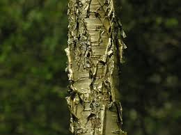 Attēlu rezultāti vaicājumam “Betula alleghaniensis”