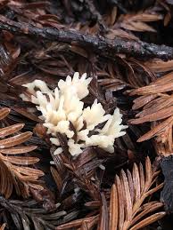 Attēlu rezultāti vaicājumam “Tremellodendropsis tuberosa”