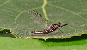 Attēlu rezultāti vaicājumam “Leptophlebia nebulosa”
