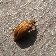 Attēlu rezultāti vaicājumam “Byturus tomentosus”