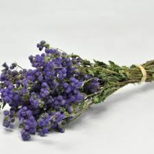 Image result for Ageratum mexicanum