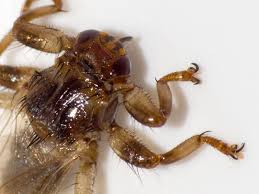 Attēlu rezultāti vaicājumam “Lipoptena cervi”