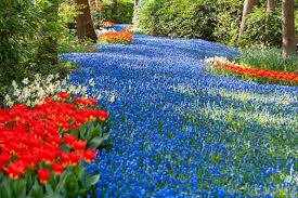 Attēlu rezultāti vaicājumam “Muscari armeniacum flower”