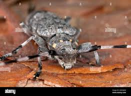 Attēlu rezultāti vaicājumam “Acanthocinus aedilis”