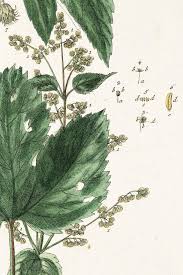 Attēlu rezultāti vaicājumam “Humulus lupulus leaf”