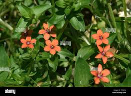 Image result for Anagallis arvensis