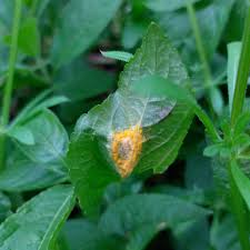 Attēlu rezultāti vaicājumam “Melampsora populnea”