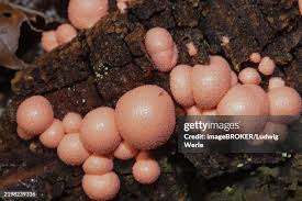 Attēlu rezultāti vaicājumam “Lycogala irregulare”