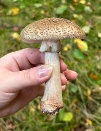 Attēlu rezultāti vaicājumam “Amanita rubescens”